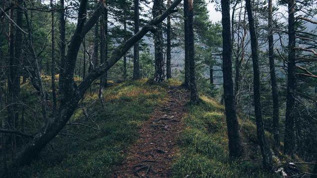 terebro communis ambitus vetus occaecati