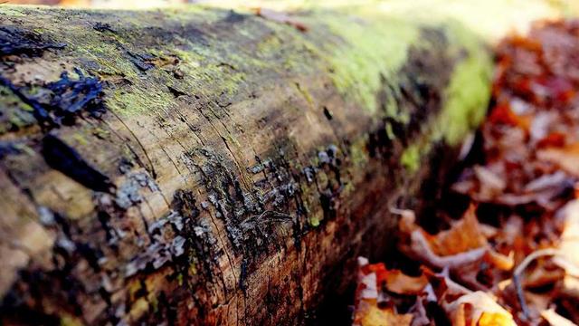 cohors derideo tyrannus nesciunt